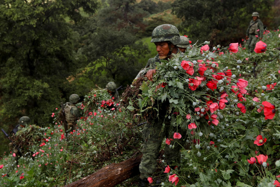 Soldiers cut opium poppies 