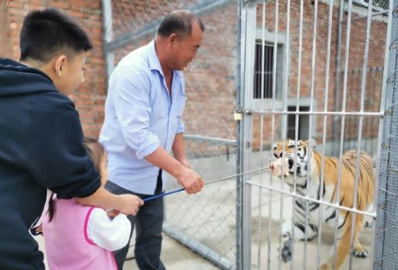 動物園有隔籠餵食老虎的活動。（圖／翻攝自動物園微信）