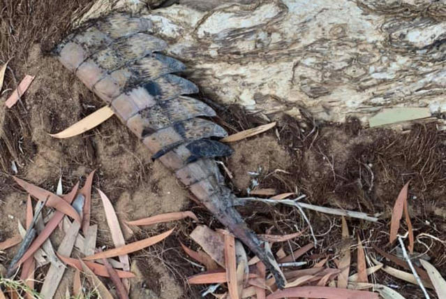 Crocodile Discovered Decapitated with Tail Cut Off: 'What is Wrong with  People?