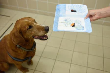 Bucka, the 11 year-old overweight mongrel dog, is seen during a test trying to find the reasons for obesity at the Ethology Department of the ELTE University in Budapest, Hungary, June 13, 2018. Picture taken June 13, 2018. REUTERS/Tamas Kaszas