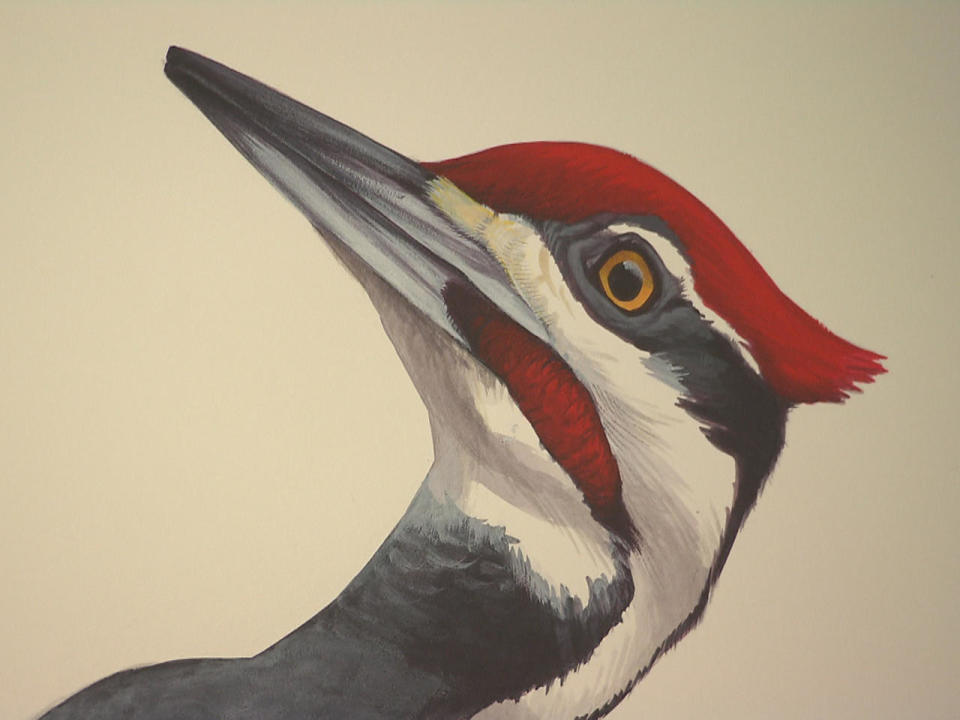 A pileated woodpecker. / Credit: David Sibley
