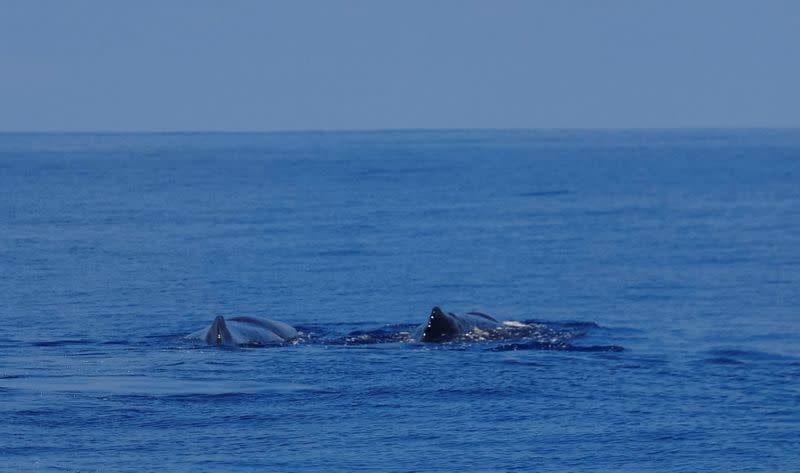 Whale sightings aid quest to protect wildlife in Indian Ocean oasis