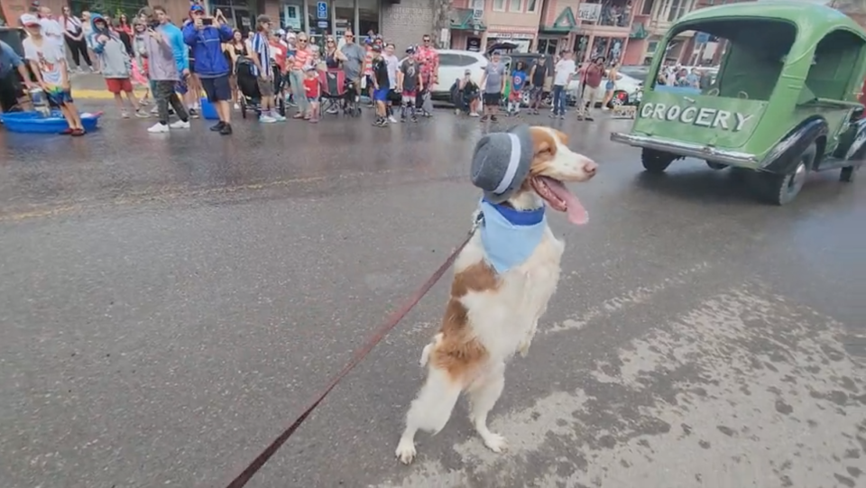 Dexter the dog walks on two feet after he was badly injured.  / Credit: CBS News