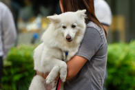 <p>Dogs at Howlloween at the Grand Copthorne Waterfront Hotel. (Photo: Bryan Huang/Yahoo Lifestyle Singapore)</p>