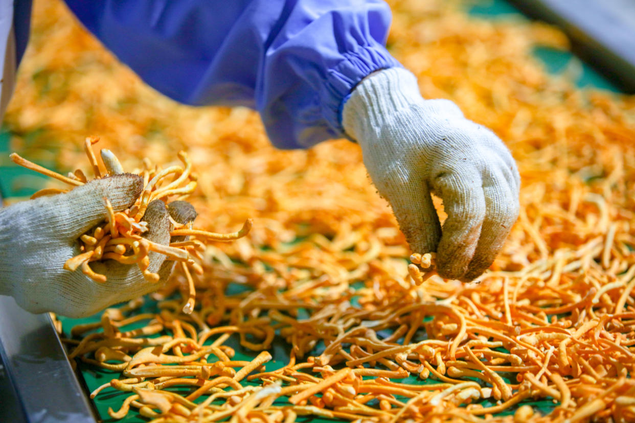 A worker in plastic jacket and cotton gloves sorts through a tangled heap of golden threads.
