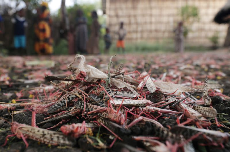 Ethiopia struggles to suppress desert locust infestation