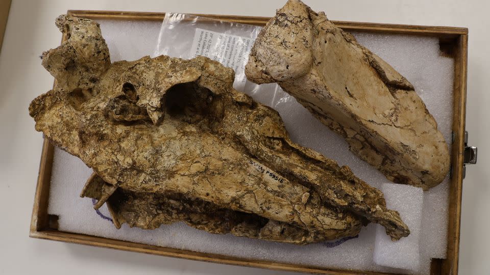 Pictured here is the skull of G. Newton, which is helping to solve a long-standing mystery about the giant bird's face.  - Courtesy of Flinders University