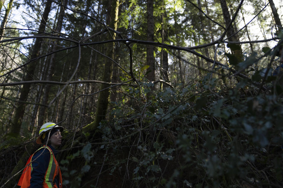 Washington State Department of Natural Resources geologist Emilie Richard looks over the peak of a landslide in the Capitol Forest, Thursday, March 14, 2024, in Olympia, Wash. (AP Photo/Jenny Kane)