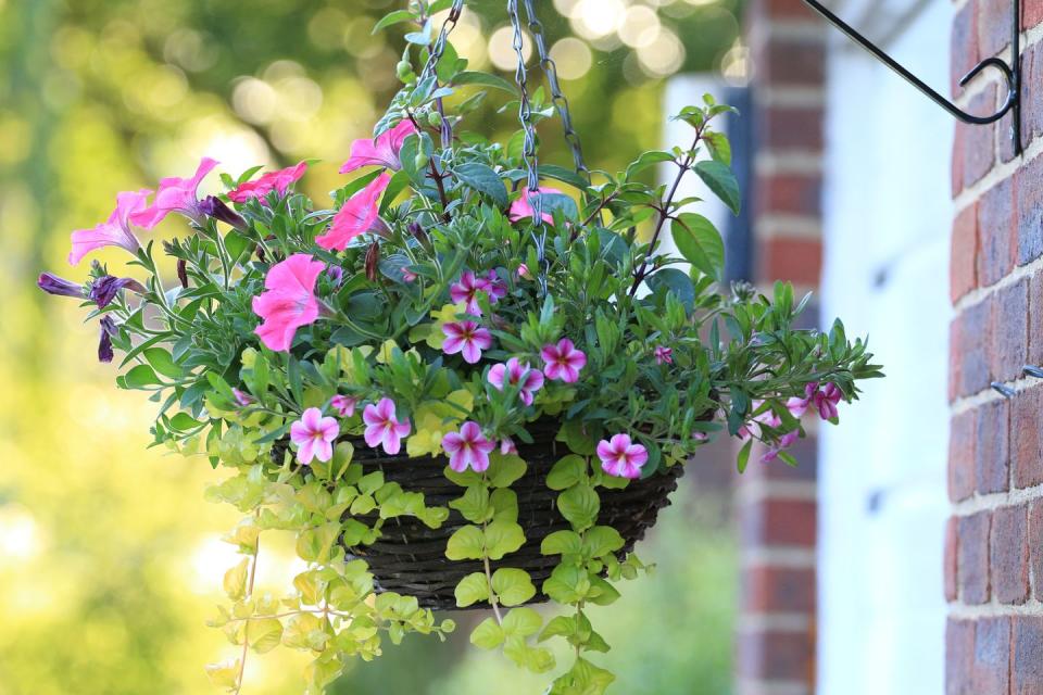 <p>Want instant colour in your garden? A really easy and inexpensive way to do this is to plant up some hanging baskets. Choose plants such as fuchsias, verbena or petunias, or you can even grow vegetables like tomatoes.</p><p><strong>READ MORE: <a href="https://www.housebeautiful.com/uk/garden/plants/g28605157/hanging-basket-plants/" rel="nofollow noopener" target="_blank" data-ylk="slk:The best hanging basket plants for a vibrant display;elm:context_link;itc:0;sec:content-canvas" class="link ">The best hanging basket plants for a vibrant display</a></strong></p>