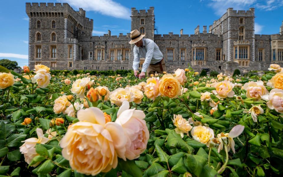 The garden is brimming with rose bushes - Geoff Pugh