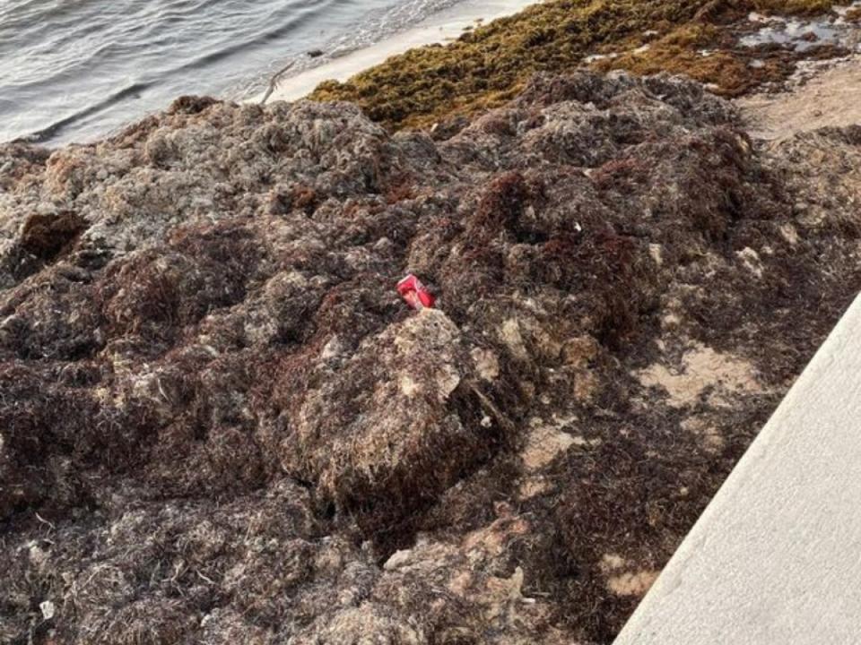 The family claimed their resort in Cancun smelled of “eggy” seaweed. (Reach)