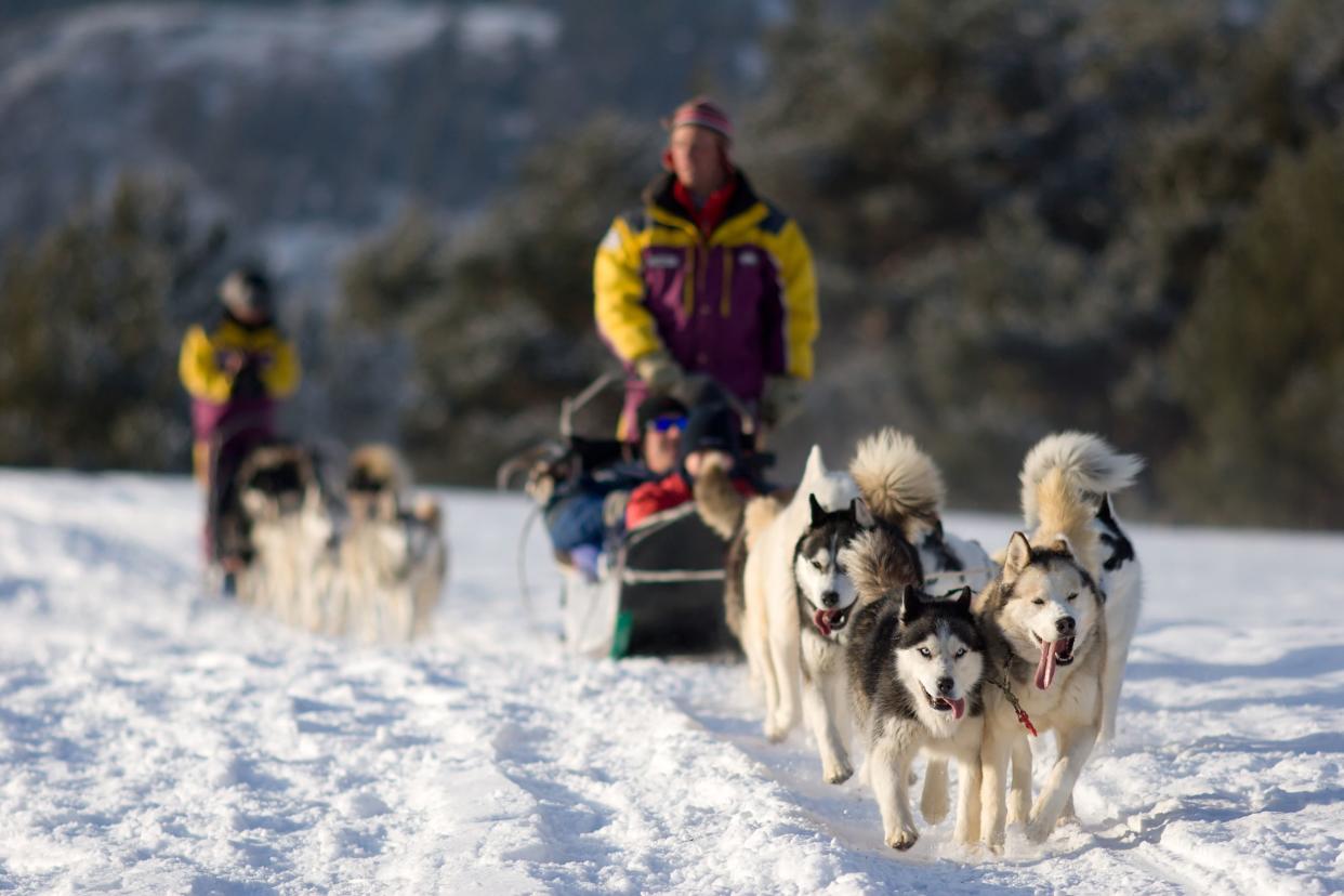 people dog sledding in winter near mountains