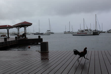 A rooster walks on the boardwalk in Christiansted, on the outskirts of St Croix, U.S. Virgin Islands June 29, 2017. REUTERS/Alvin Baez