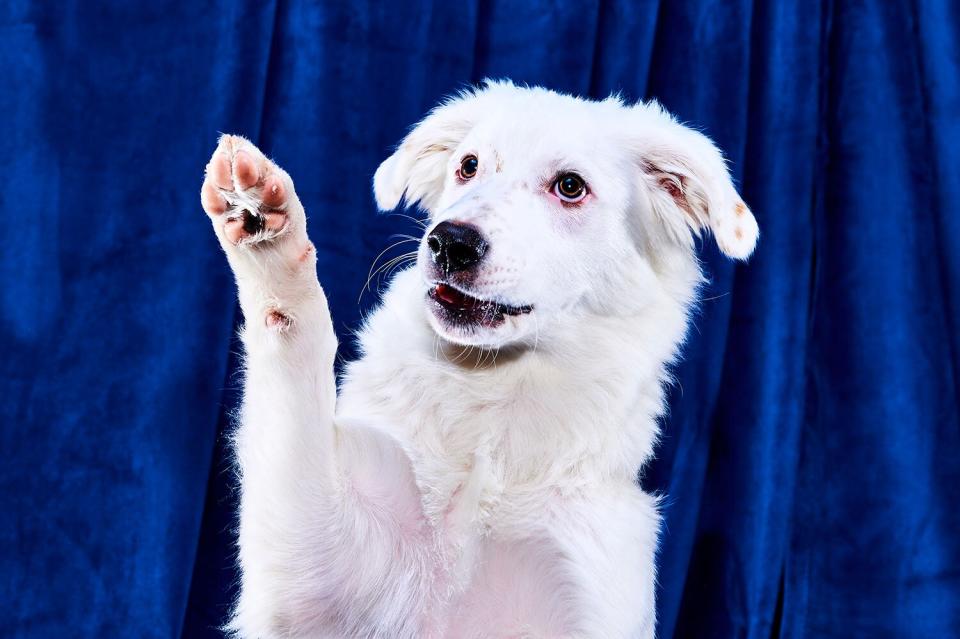 Puppies with special needs playing in puppy bowl 2023