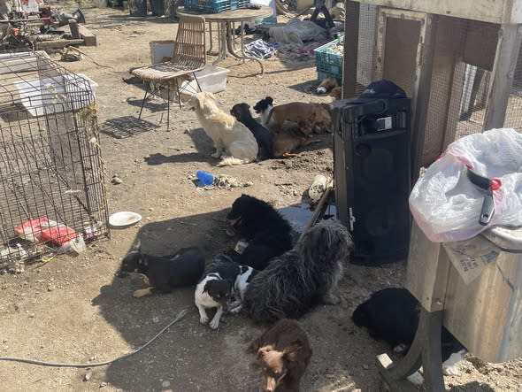 Dozens of dogs were discovered by Riverside County Animal Services officers at a property in the Coachella Valley on July 22, 2024. (RivCo Animal Services)