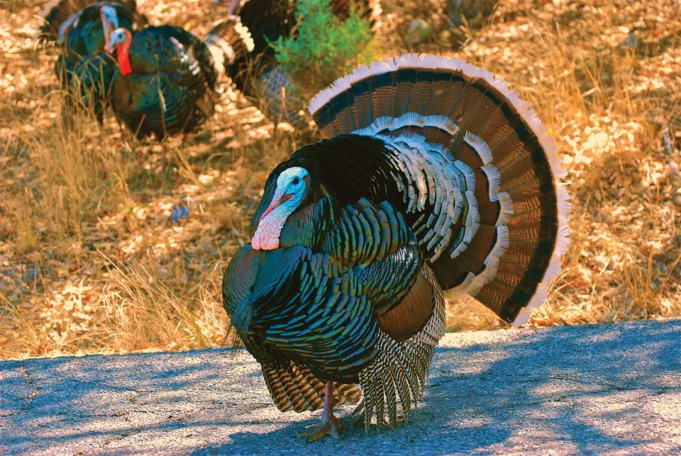 The male eastern wild turkey has dark plumage with striking bronze, copper, and green iridescent colors. Females are usually duller in color than males, which helps camouflage them while they are nesting.