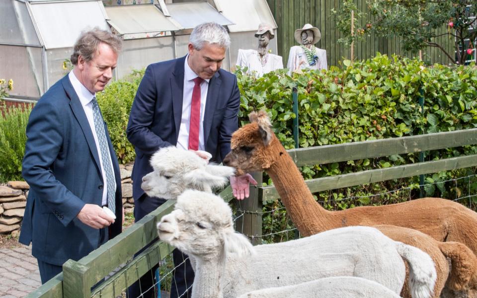 Scottish Secretary Alister Jack (left) and Chief Secretary to the Treasury Steve Barclay feed the alpacas at LOVE Gorgie City Farm in Edinburgh - PA