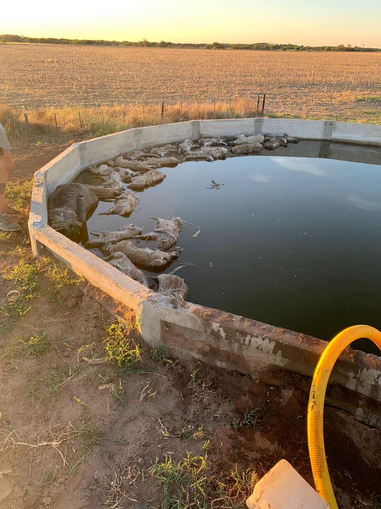 El tanque donde aparecieron muertos los jabalíes