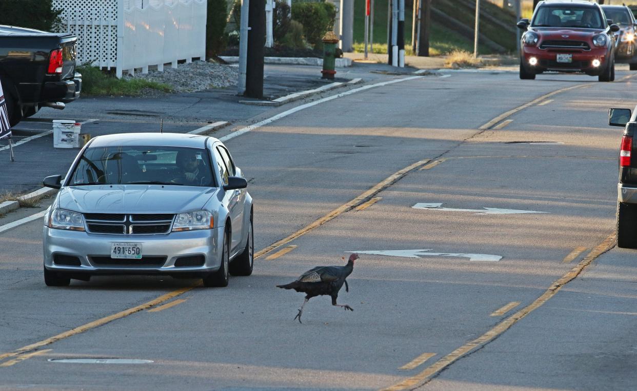 Back in October 2018, an elusive wild turkey entertained residents of Johnston, showing up in different locations but always defying attempts by the town's animal-control officers and others to capture him. He was not, by all reports, hit by an automobile, but if he had been, he might have ended up on the driver's Thanksgiving dinner table.  [Steve Szydlowski/The Providence Journal, file]