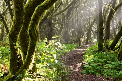 Garajonay National Park, a mysterious, misty cloak of ancient laurels and carpets of fern - Credit: getty