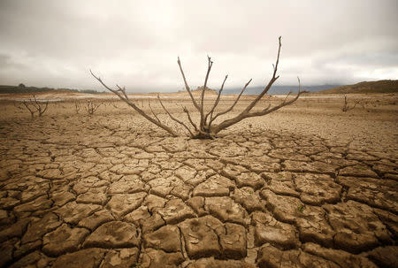 Dried out branches are seem amongst caked mud at Theewaterskloof dam near Cape Town, South Africa, January 20, 2018. REUTERS/Mike Hutchings