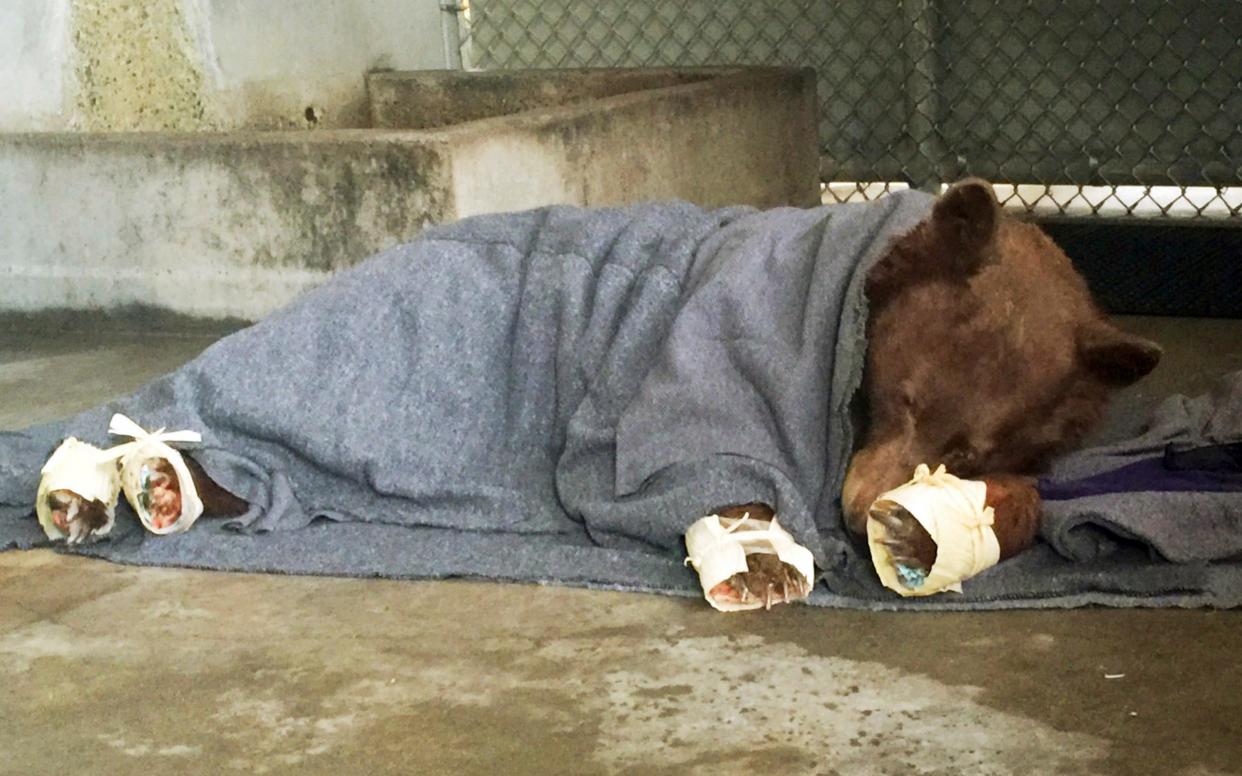 A bear injured in a wildfire resting with its badly burned paws wrapped in fish skin  - California Department of Fish an