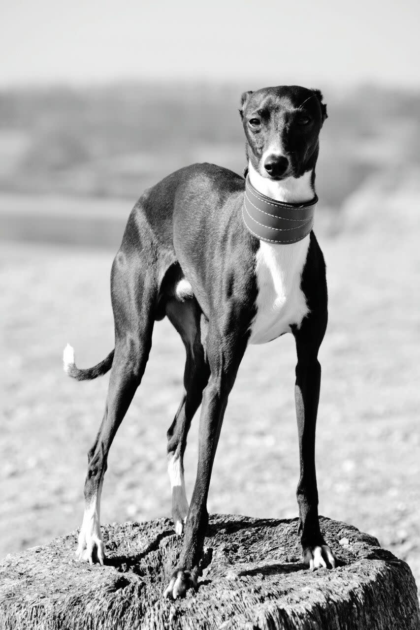 italian greyhound standing on rock