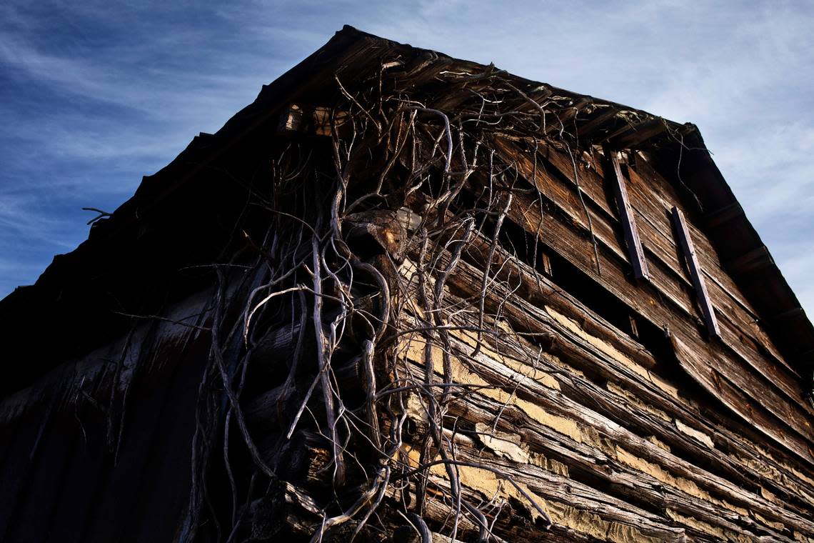 Vines creep up an abandoned log tobacco barn near Research Triangle Park in Raleigh. Scott Sharpe/ssharpe@newsobserver.com