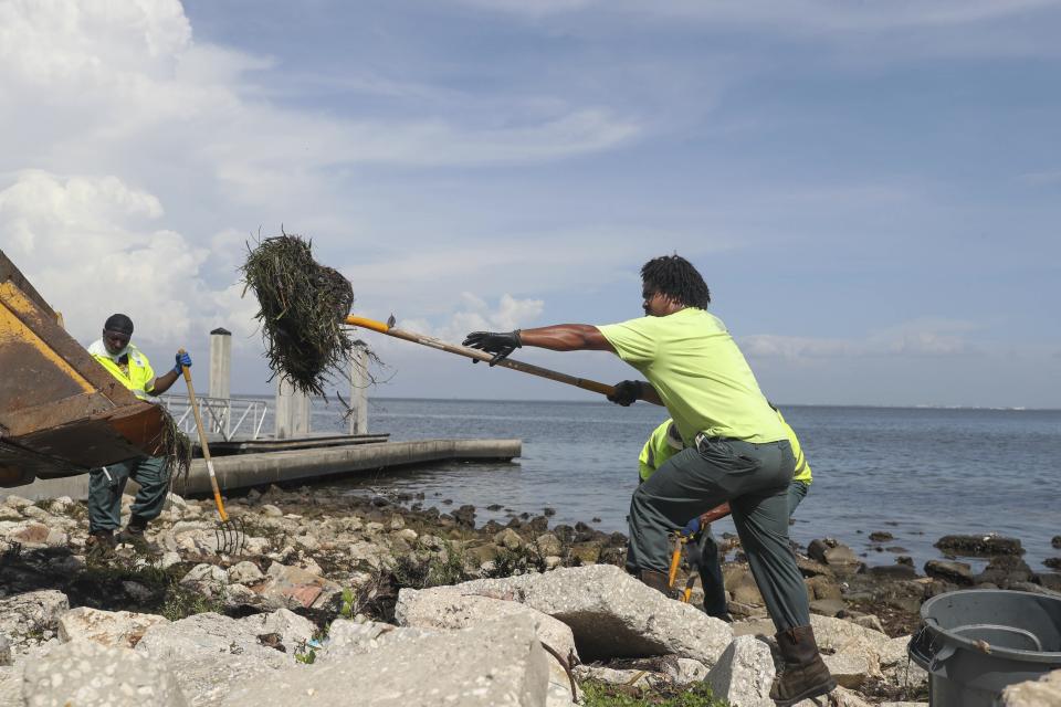 St. Petersburg city employees clean up a fish kill from red tide along a St. Petersburg's waterfront park, on Thursday, July 8, 2021 at Bay Vista Park in St. Petersburg, Fla. A unusually large bloom of toxic red tide is being blamed for a massive fish kill in Florida's environmentally sensitive Tampa Bay. (Arielle Bader/Tampa Bay Times via AP)