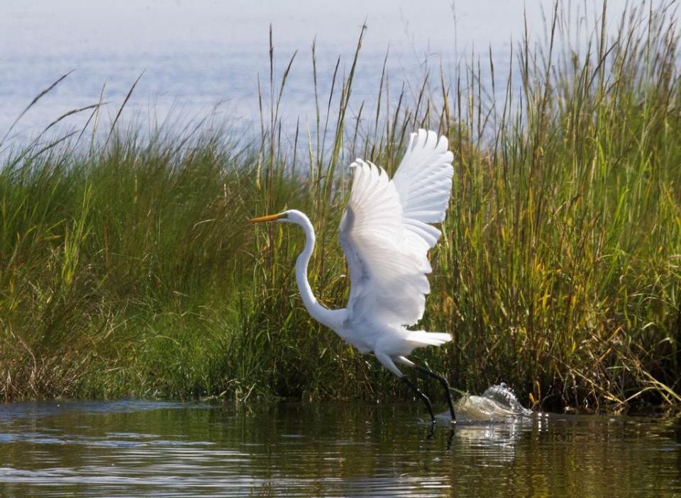An egret takes flight in the wetlands of southern Terrebonne Parish.
