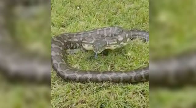 The carpet python stares Stu down. Source: Storyful