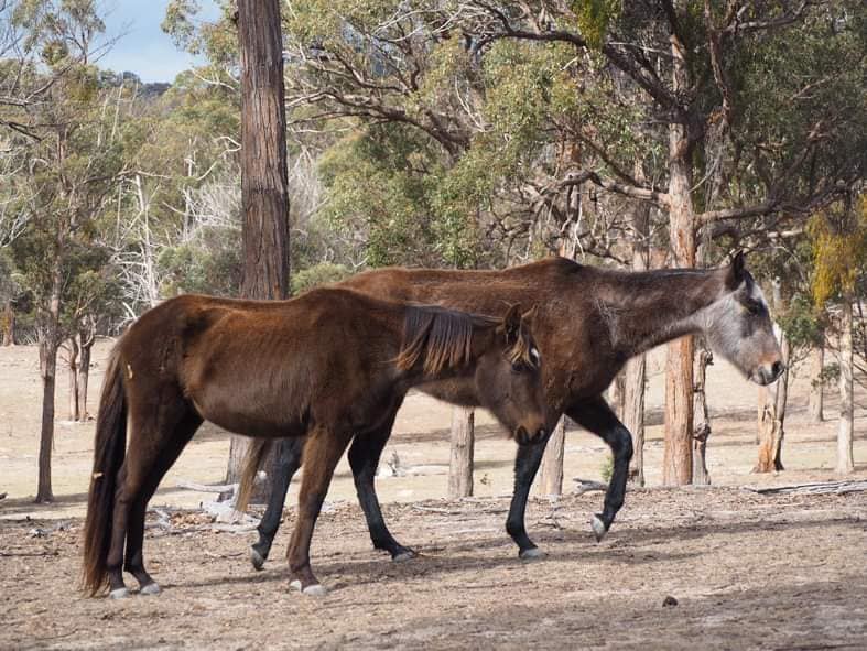 Depressed and malnourished looking horses shown on dry Queensland land.