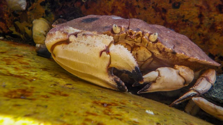 Jonah crab in water