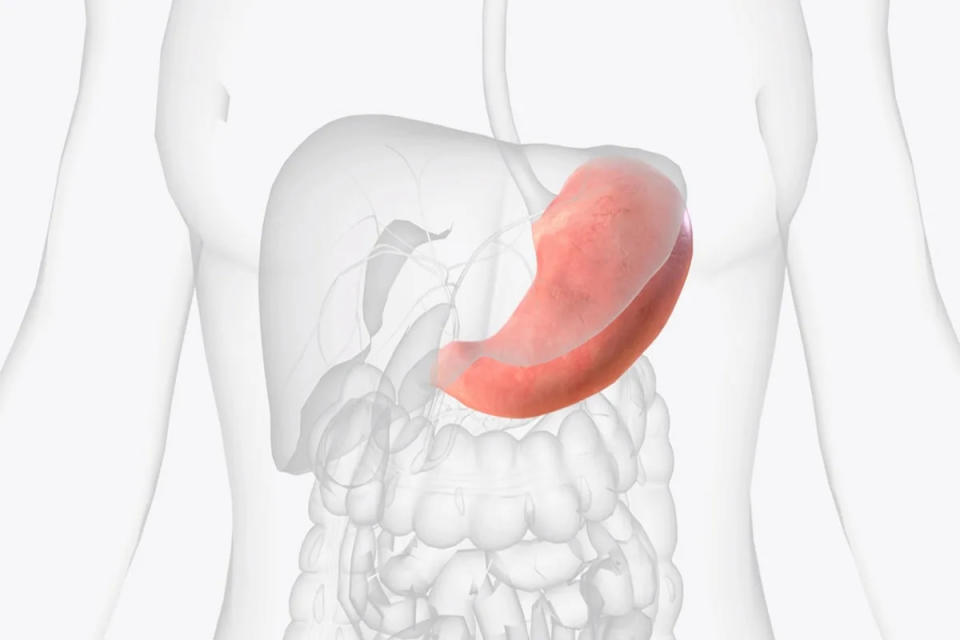 Investigadores del Instituto de Ciencias Aplicadas y Tecnología de la UNAM imitaron las funciones del estómago a través de un estómago artificial.