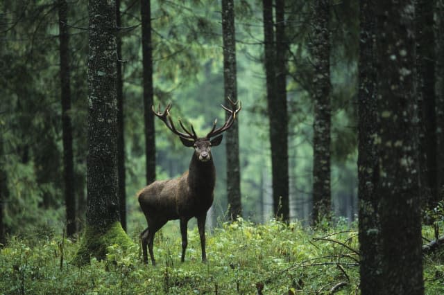 Elk in Forest