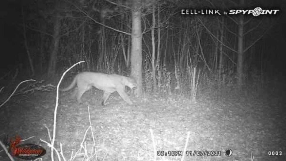 Matt Geldnich of West Bend captured this trail cam image of a cougar Nov. 7 on a property in West Bend.