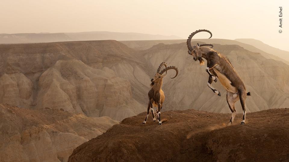 Amit Eshe, winner of the Animals in Their Environment category, witnesses a dramatic cliffside confrontation between two Nubian ibexes in the Zin Desert, Israel.