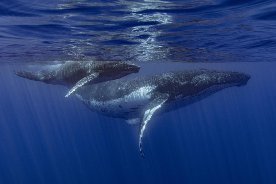 This photo provided by Samuel Lam shows a humpback whale and her calf in Papeete, French Polynesia in September 2022. Humpbacks are known to compose elaborate songs that travel across oceans and whale pods. (Samuel Lam via AP)