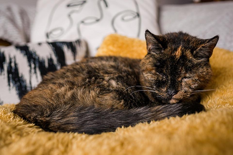 Flossie - Oldest Cat 27 years old
