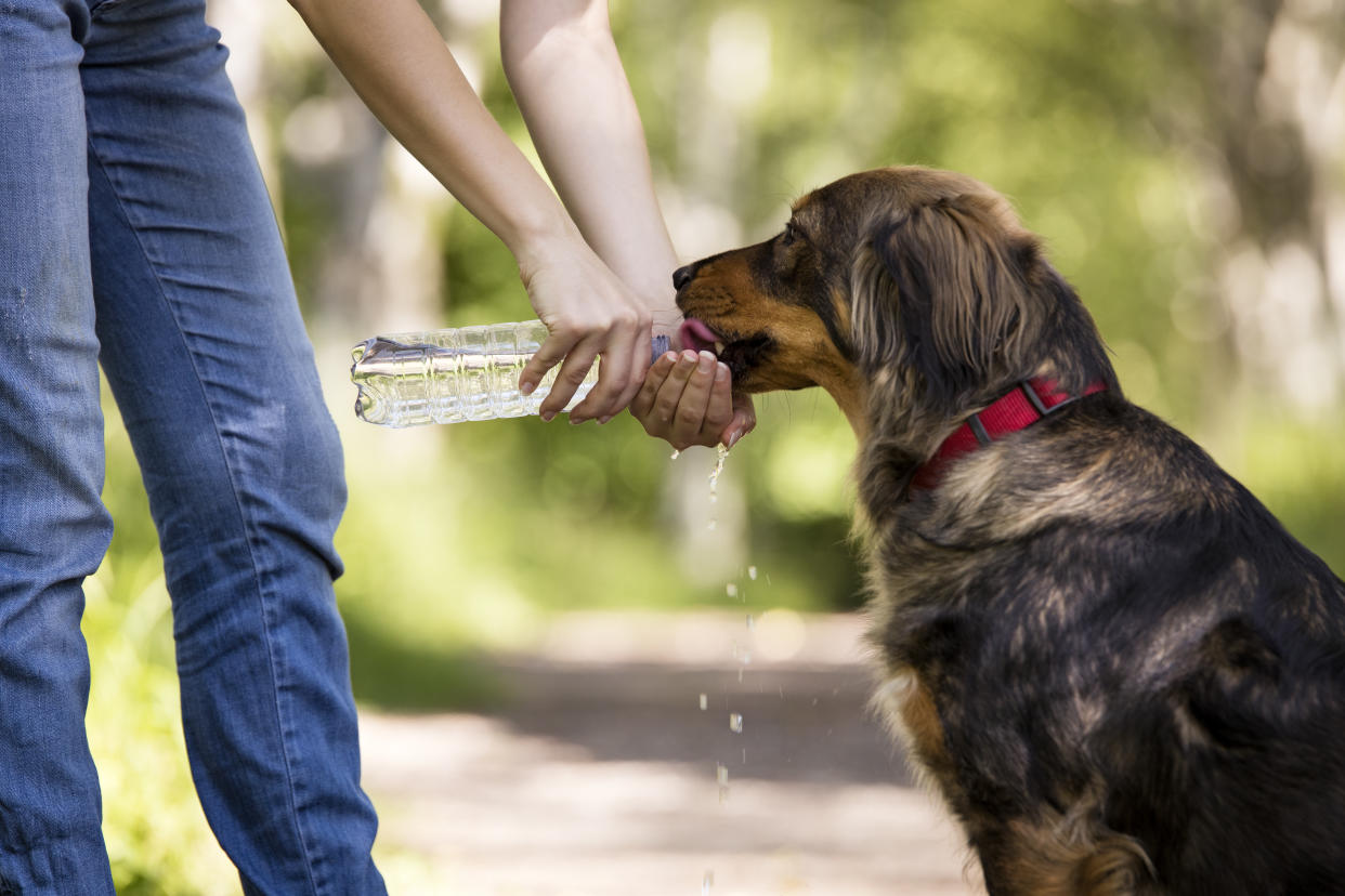 Dar de beber así a las mascotas es cosa del pasado, con estos nuevos gadgets tu perro no sufrirá por querer beber/Getty Images.