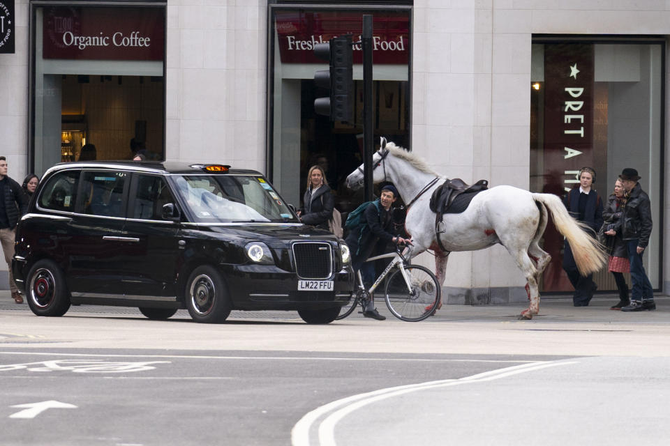 A white horse on the loose bolts through the streets of London near Aldwych, on Wednesday April 24, 2024. (Jordan Pettitt/PA via AP)