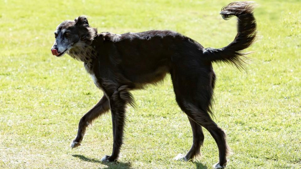 Silken Windhound