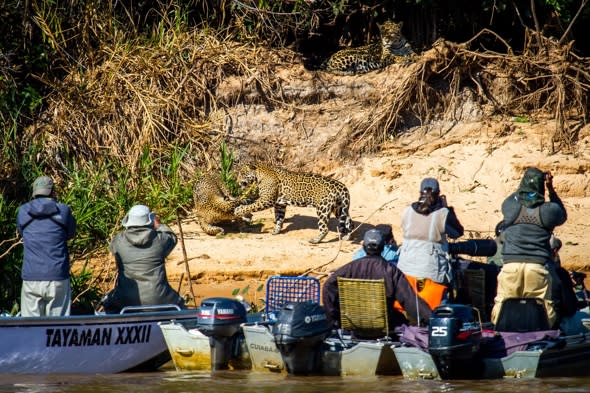 Tourists get too close to jaguars fighting on beach in Brazil