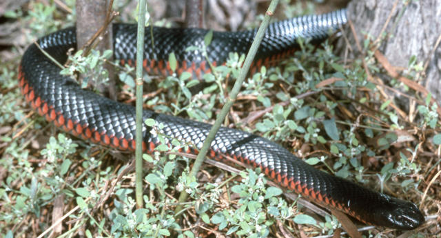 Thirsty snakes slither into Australian toilets as dry season bites