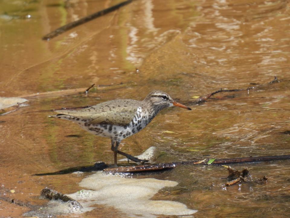 A spotted sandpiper