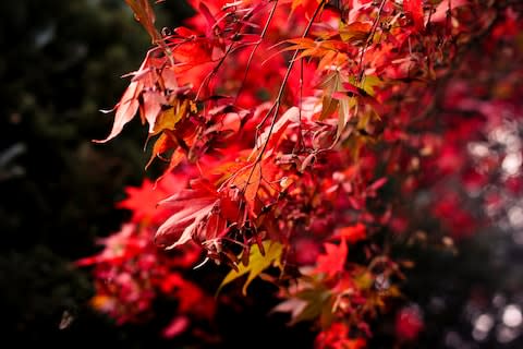 Two miles from Godalming railway station, 1,000 trees colour a deep Surrey valley - Credit: getty