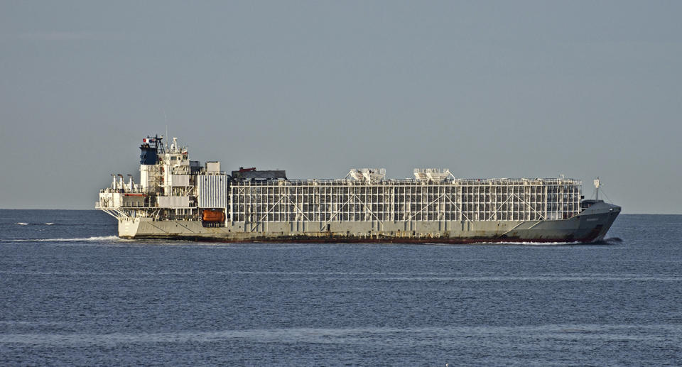 The 11,947-ton Gulf Livestock 1 cargo vessel sails through Port Phillip Heading into Bass Strait Victoria in Australia, April 6, 2019. Japanese rescuers were searching Thursday, Sept. 3, 2020, for the livestock ship carrying 42 crew members and 5,800 cows that a survivor said sank during rough weather a day earlier off a southern Japanese island, according to the coast guard. (AP Photo/Graham Flett)