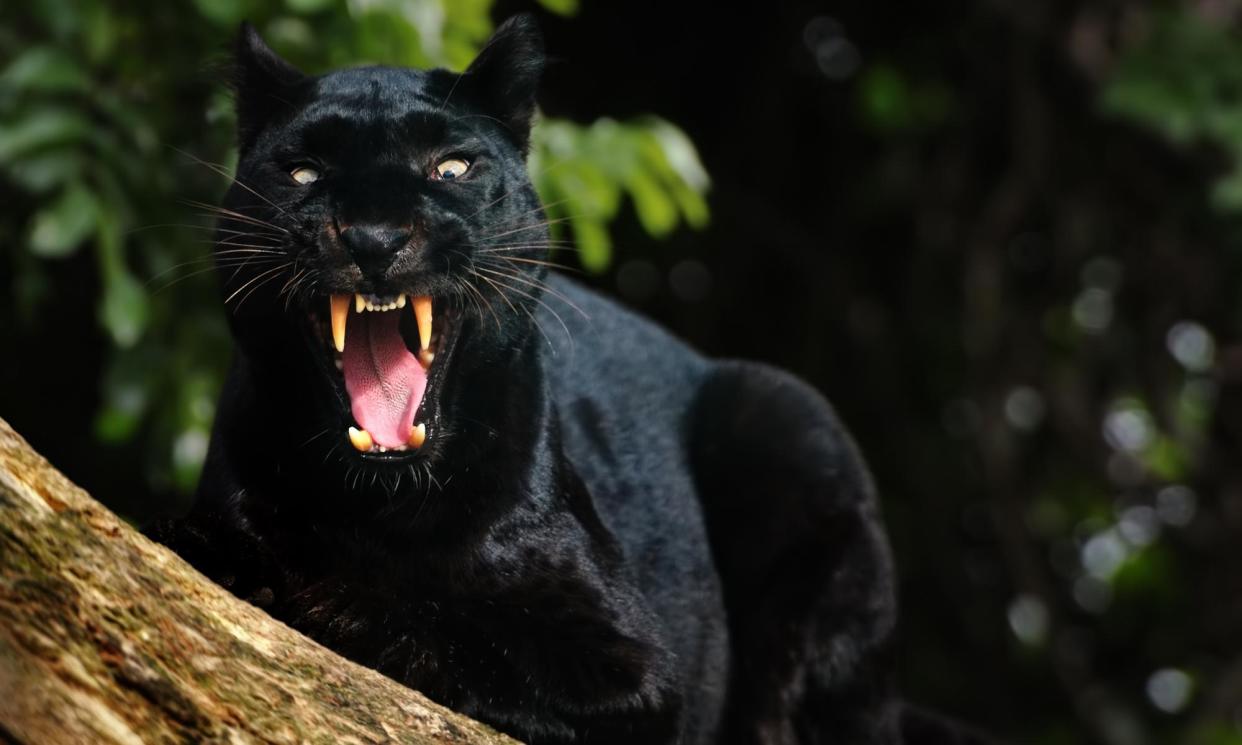 <span>A black leopard – not the one said to be roaming the Cumbrian countryside – sitting on a tree and showing its teeth.</span><span>Photograph: Freder/Getty Images</span>