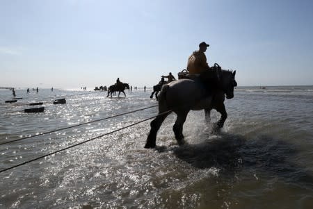 Belgian shrimp fishermen ride their horses in the sea in the coastal town of Oostduinkerke