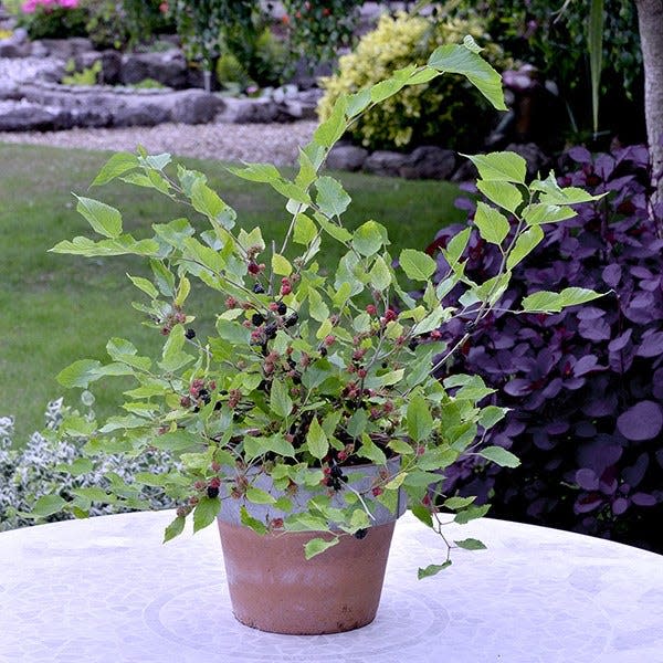 Plant of the year winner 2017 - Dwarf mulberry 'Mojo Berry'